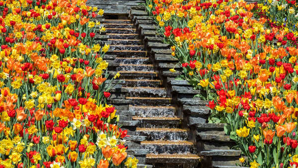Jual Poster Germany Parks Tulips Many Daffodils Waterfalls WPS